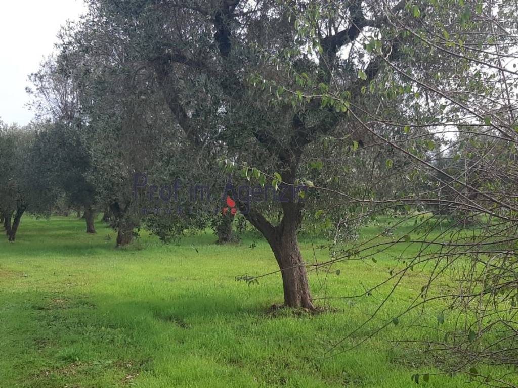 Terreno a San michele salentino - Foto 3