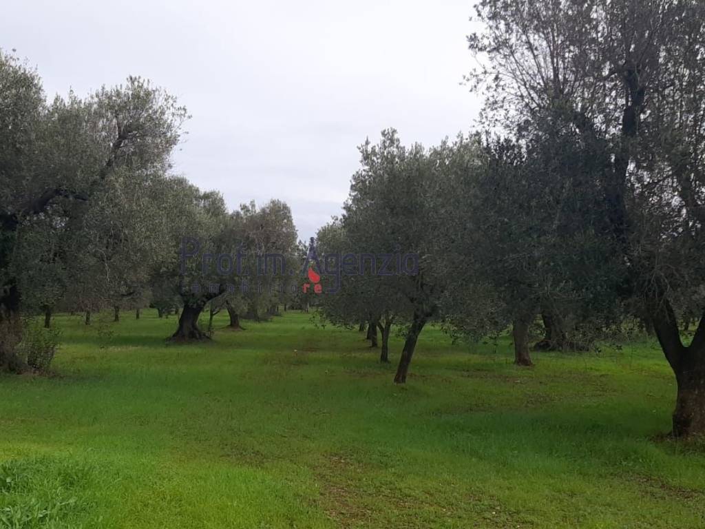 Terreno a San michele salentino - Foto 4