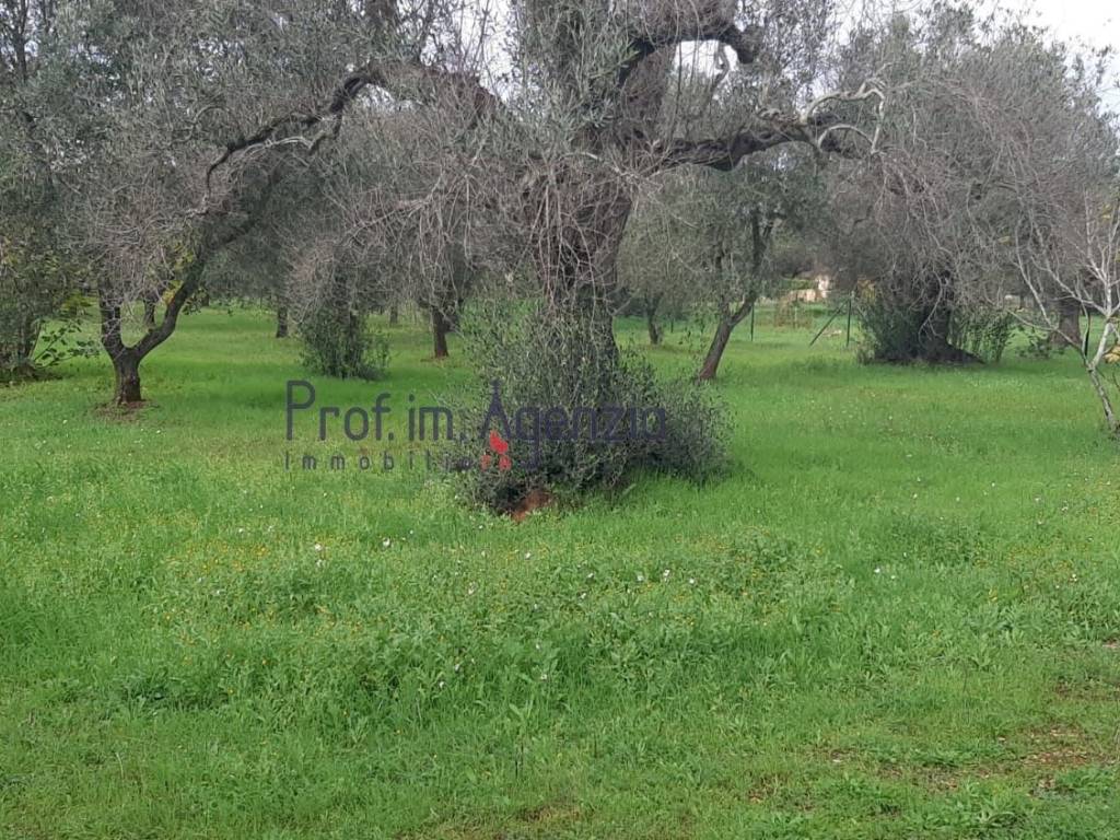 Terreno a San michele salentino - Foto 5