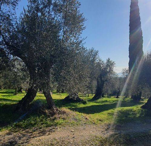 Terreno a Tuoro sul trasimeno - Foto 3