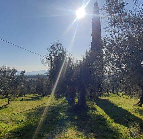 Terreno a Tuoro sul trasimeno - Foto 4