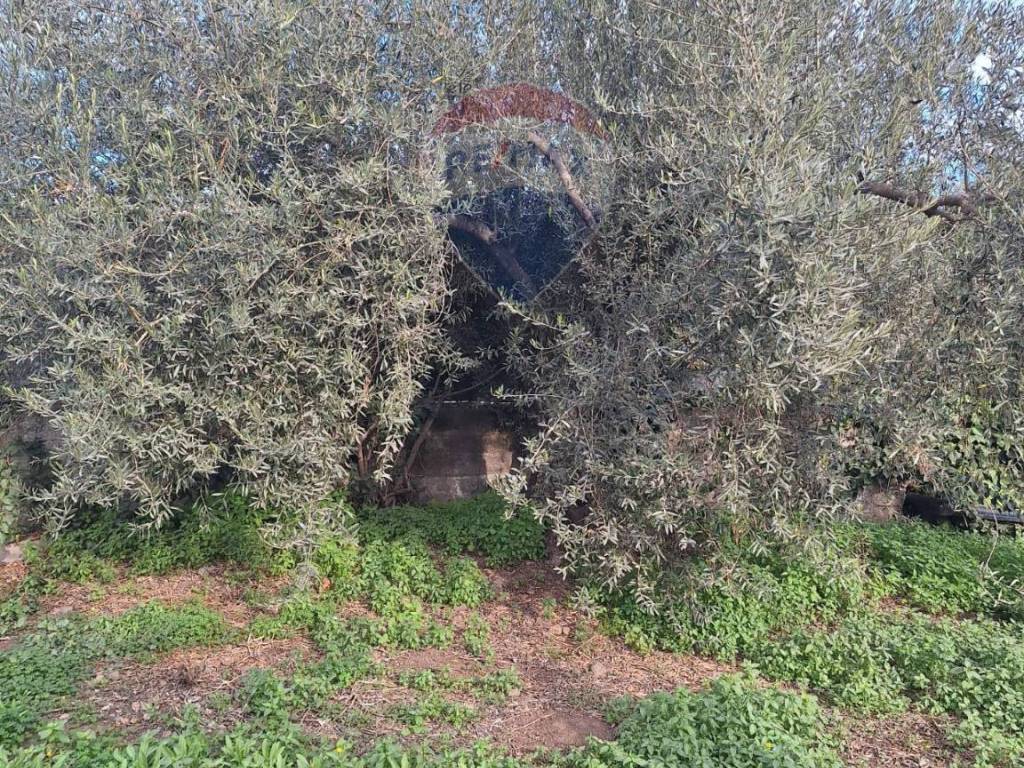 Terreno a Belpasso in strada comunale mulini - Foto 3