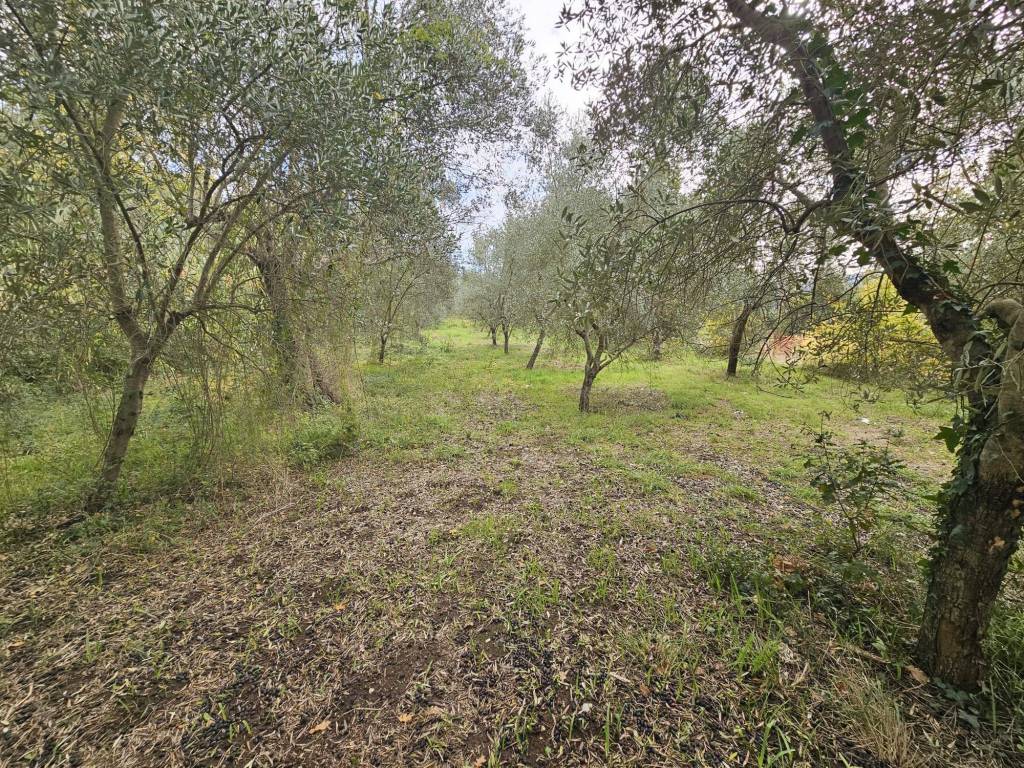 Terreno a Camigliano in Via Rotoli, 8 - Foto 3