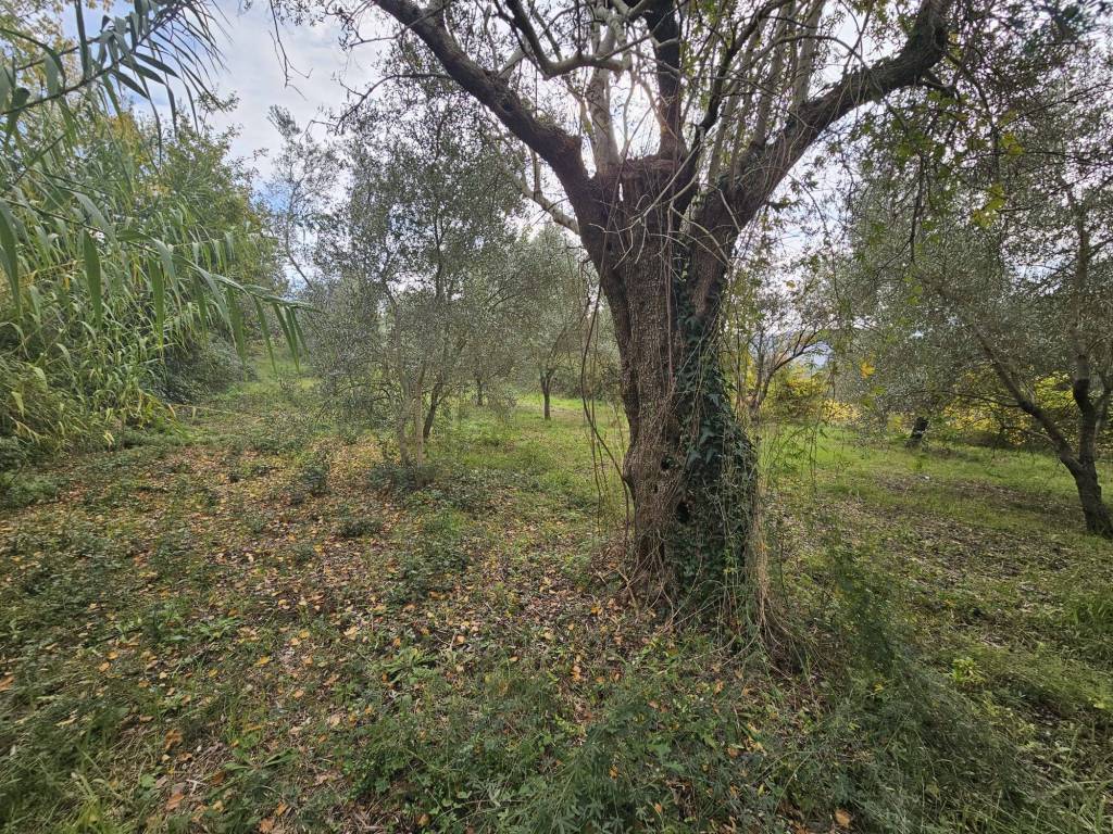 Terreno a Camigliano in Via Rotoli, 8 - Foto 4