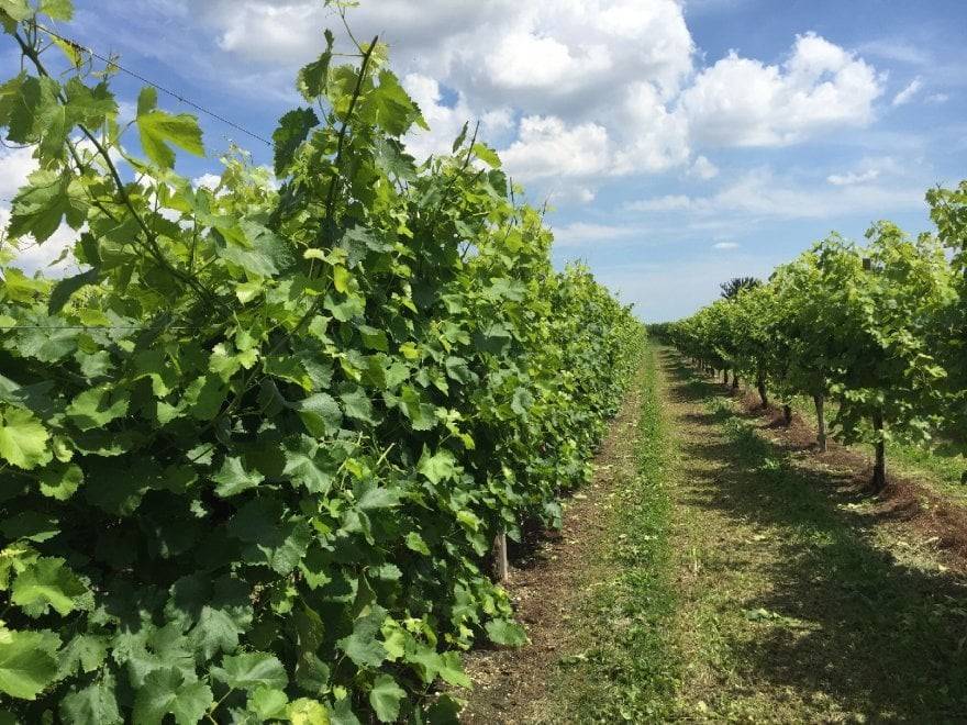 Terreno a Colle umberto in Via John Fitzgerald Kennedy, 5 - Foto 4