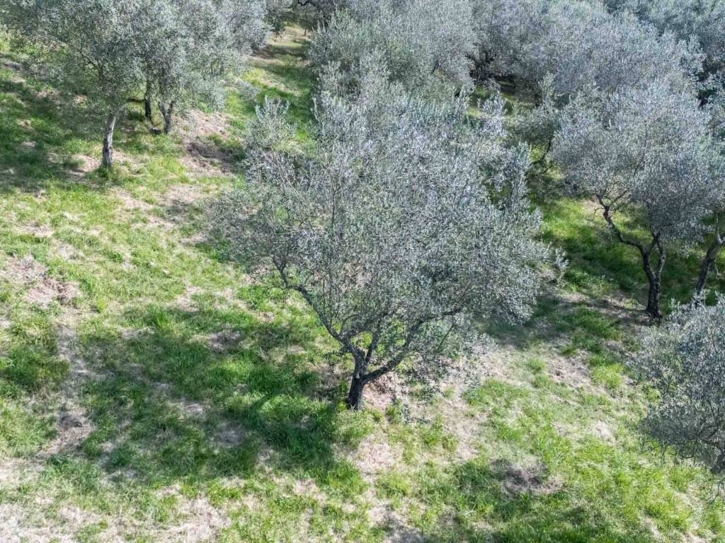 Terreno a Poggio nativo in Via Mirtense - Foto 2