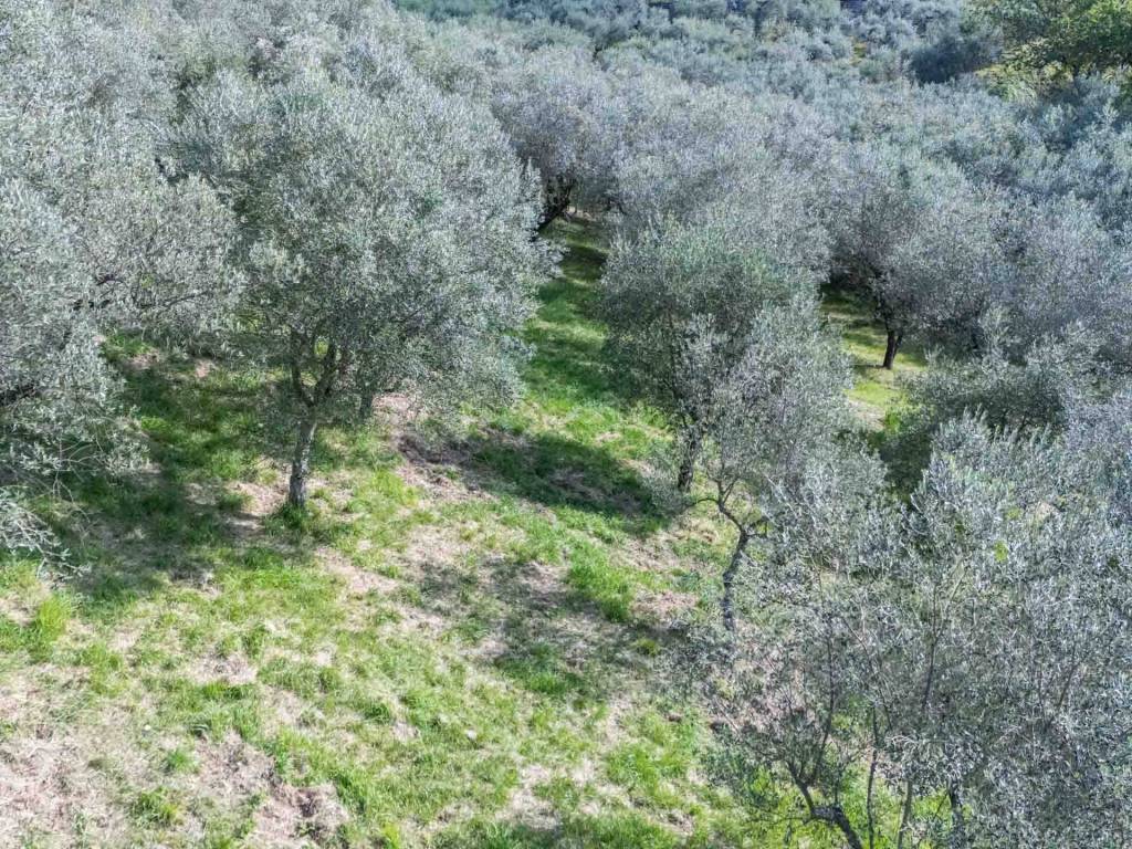 Terreno a Poggio nativo in Via Mirtense - Foto 3