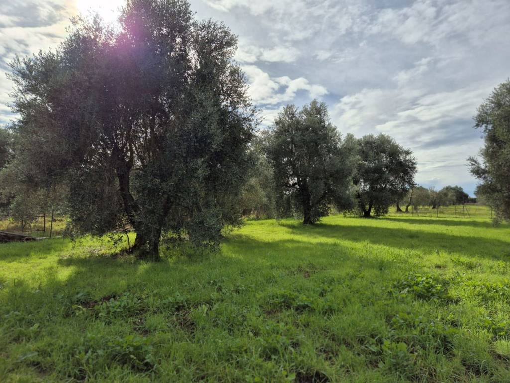 Terreno a Grosseto in via rugginosa, snc - Foto 2