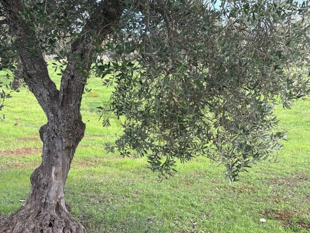 Terreno a Cisternino in Contrada Montanaro - Foto 2