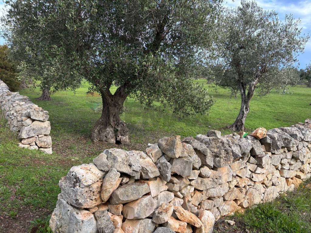 Terreno a Cisternino in Contrada Montanaro - Foto 4