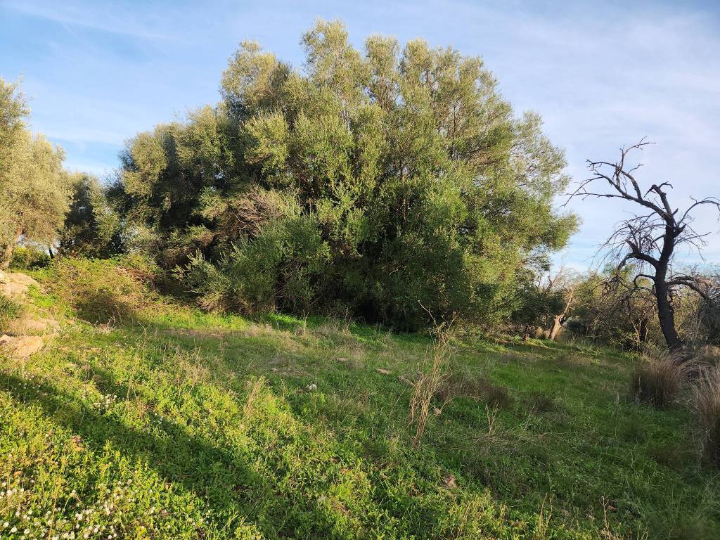 Terreno a Siracusa in Contrada Monasteri - Foto 3
