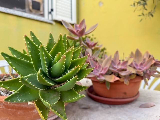 Casa indipendente a Torpè in Torpè - Foto 5