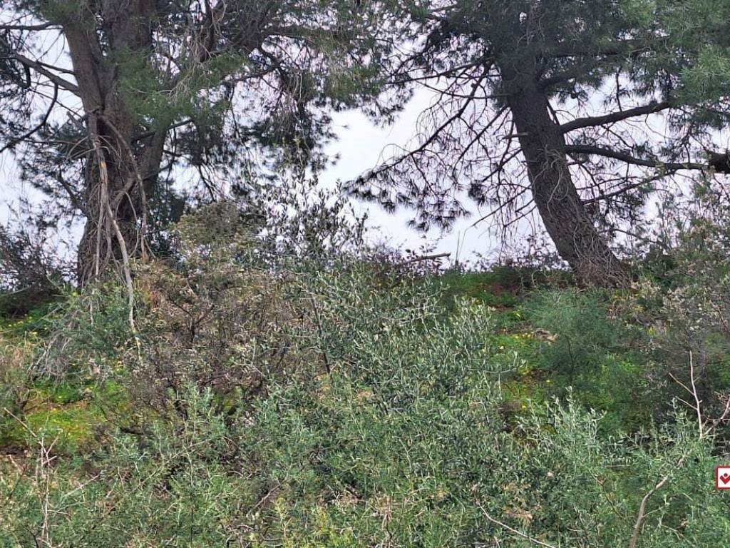 Terreno a Rometta in rometta - Foto 3