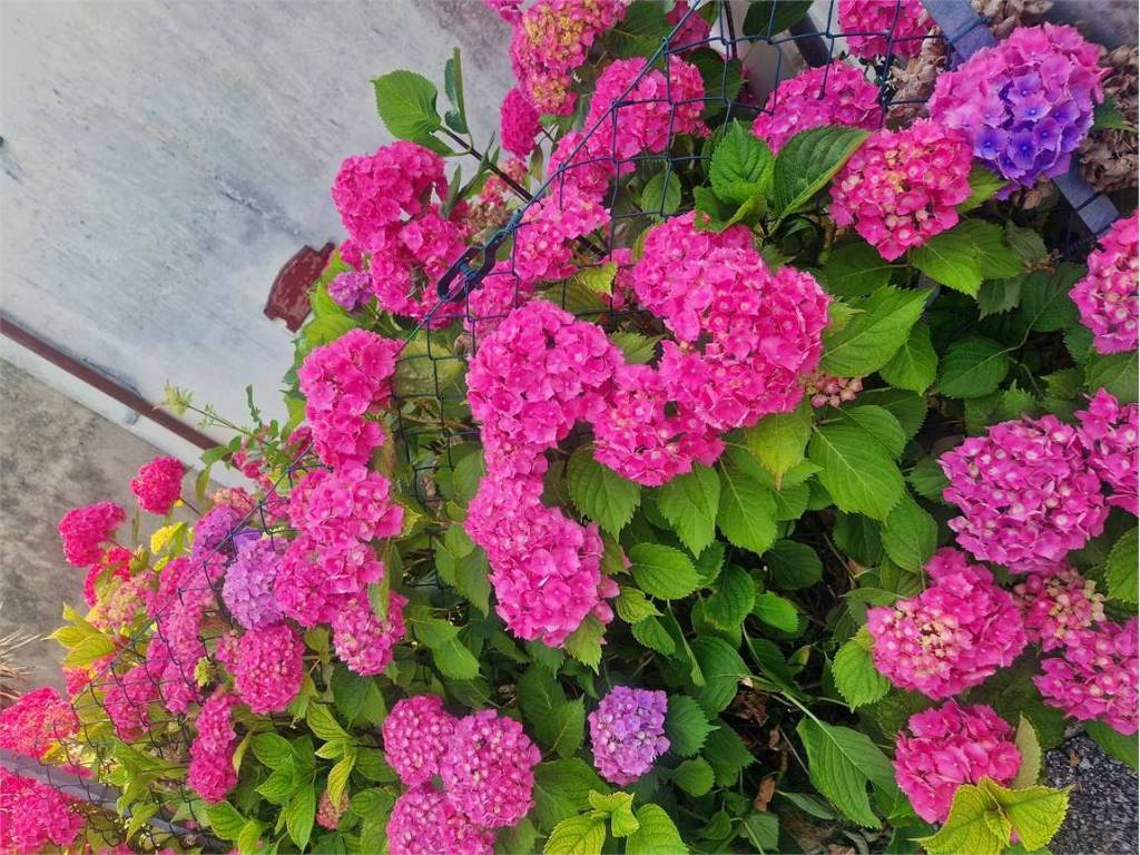 Casa indipendente a Vittorio veneto - Foto 2