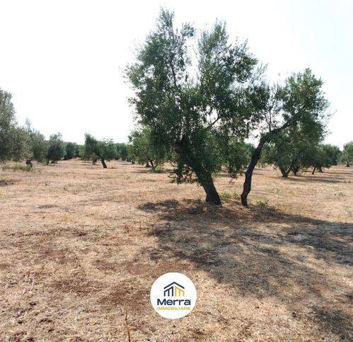 Terreno a Corato in Contrada Polvere Di Rose - Foto 4