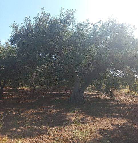 Terreno a Mondragone in Strada Provinciale Mondragone/Falciano - Foto 2