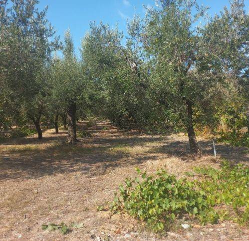 Terreno a Mondragone in Strada Provinciale Mondragone/Falciano - Foto 4