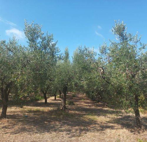 Terreno a Mondragone in Strada Provinciale Mondragone/Falciano - Foto 3