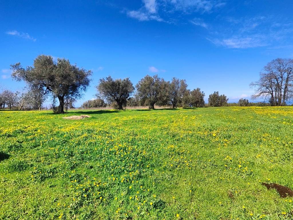 Terreno a Drapia in Via San Domenico Savio - Foto 4