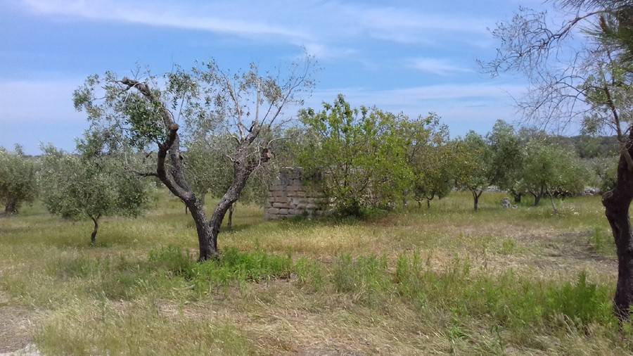 Terreno a Melendugno in Strada Comunale Santa Niceta - Foto 4