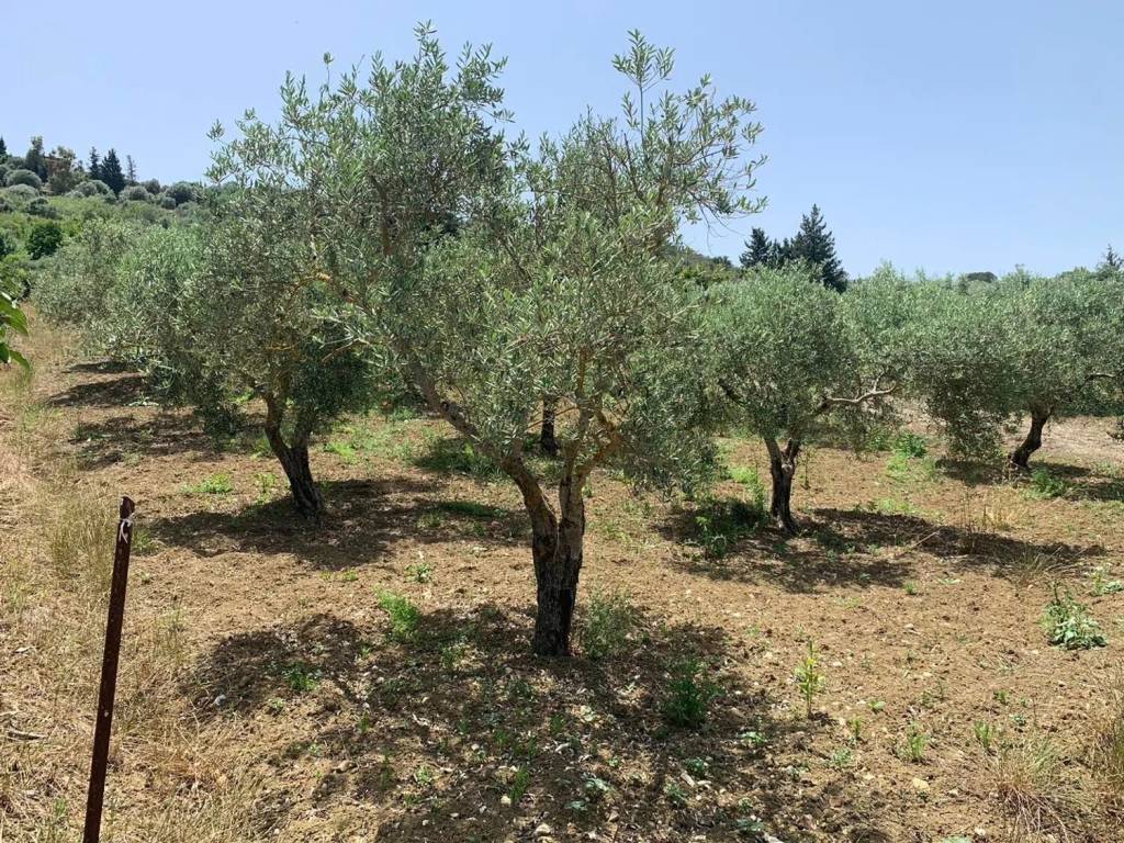 Terreno a Misilmeri in Contrada Feotto No Number - Foto 3