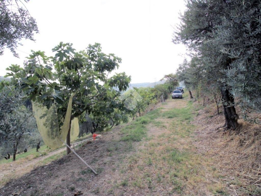 Terreno a Salisano in Via rocca - Foto 2