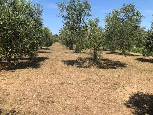 Terreno a Piombino - Foto 2