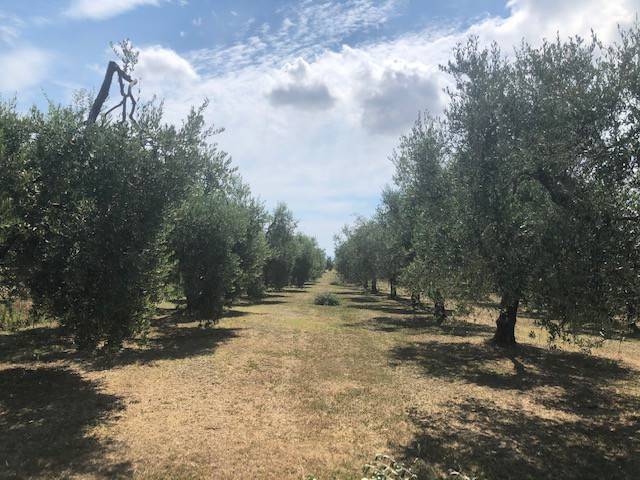 Terreno a Piombino - Foto 3