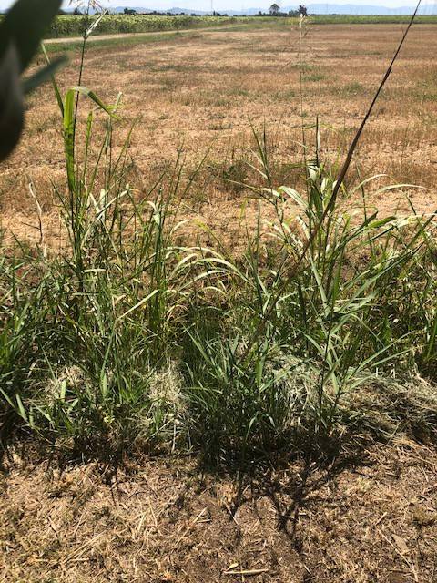 Terreno a Piombino - Foto 5