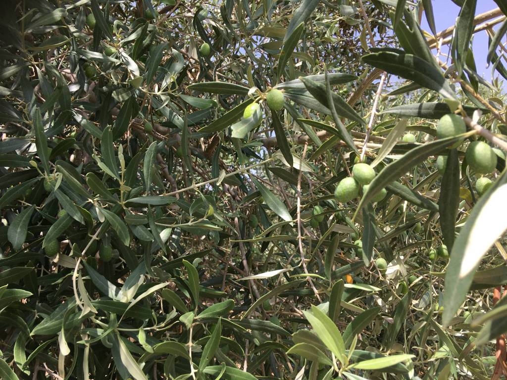 Terreno a Suelli - Foto 2