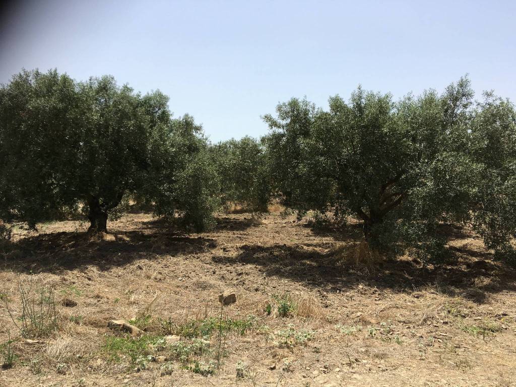 Terreno a Suelli - Foto 3