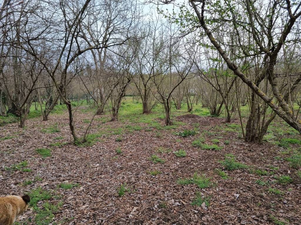 Terreno a Aiello del sabato in SP64, 13 - Foto 2