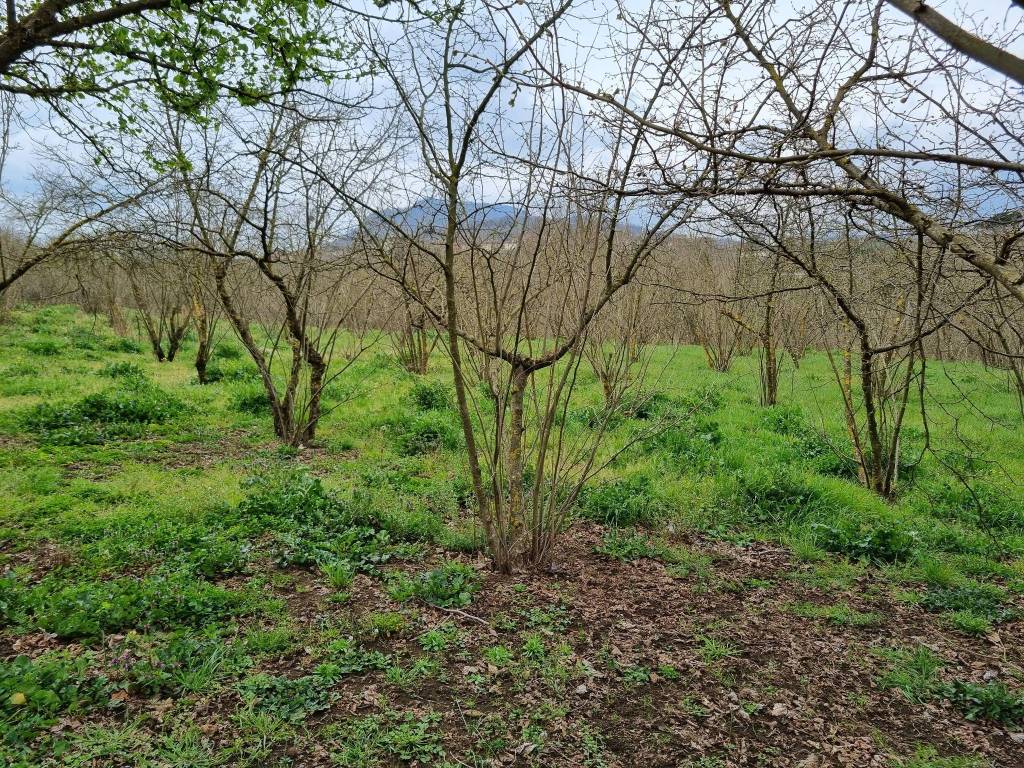 Terreno a Aiello del sabato in SP64, 13 - Foto 3