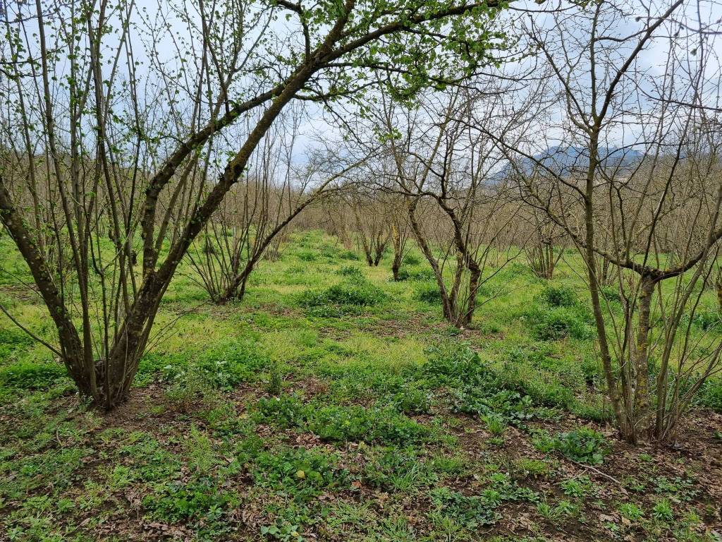Terreno a Aiello del sabato in SP64, 13 - Foto 4