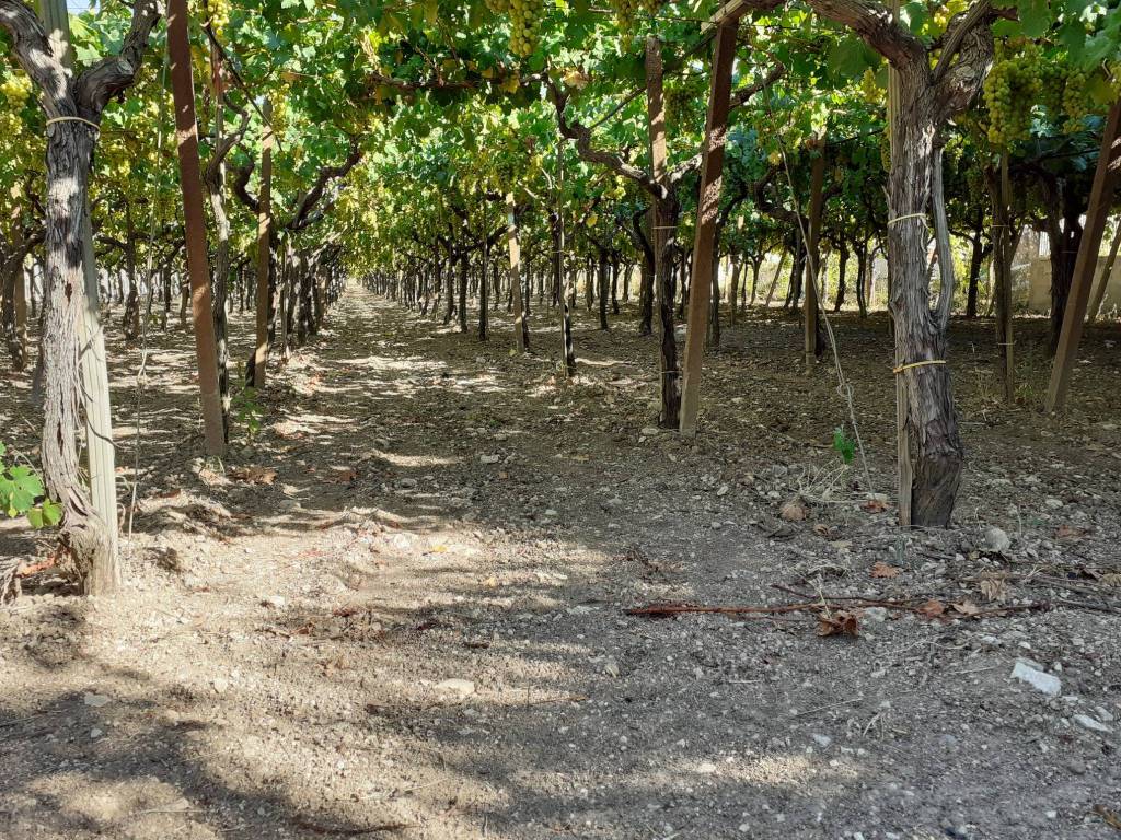 Terreno a Trani in Via Andria - Foto 4