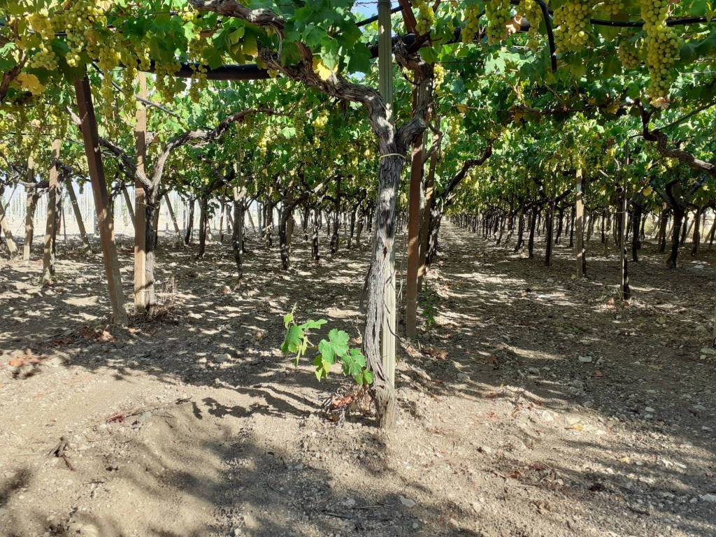 Terreno a Trani in Via Andria - Foto 5