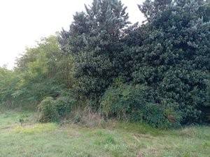 Terreno a Pordenone in Via Castelfranco Veneto - Foto 4