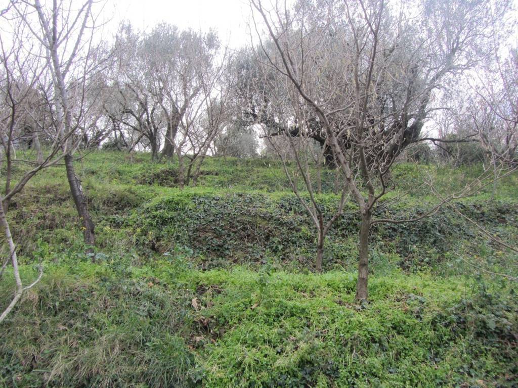 Terreno a Castel san giorgio - Foto 2