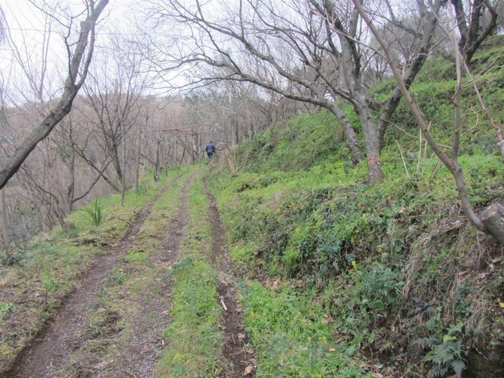 Terreno a Castel san giorgio - Foto 5