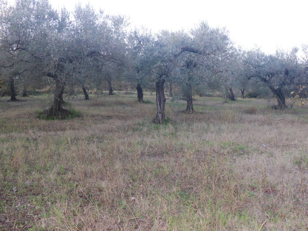 Terreno a Sant'agata de' goti - Foto 5