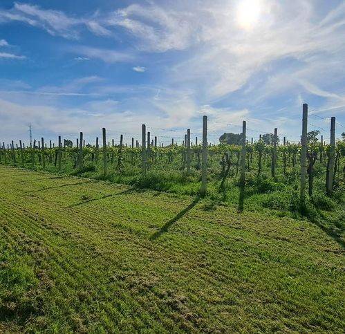 Villa a Gonzaga - Foto 5