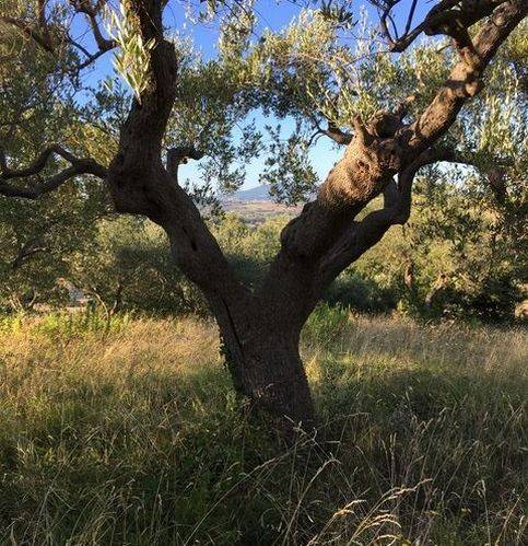 Terreno a Recanati in Contrada San Francesco 115 - Foto 2