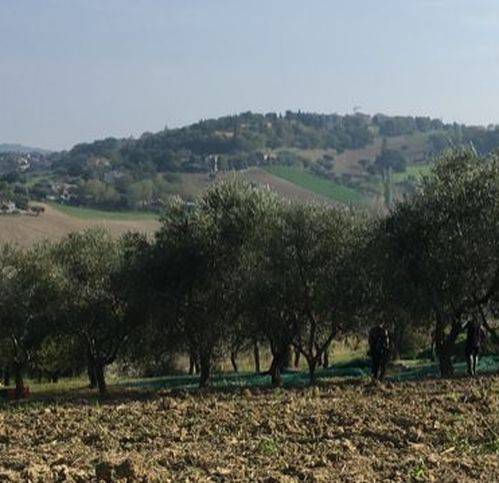 Terreno a Recanati in Contrada San Francesco 115 - Foto 3