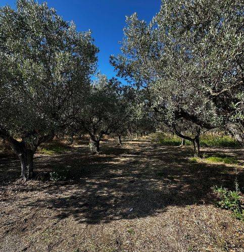 Terreno a Casalbordino in Via Cavalluccio 36 - Foto 2