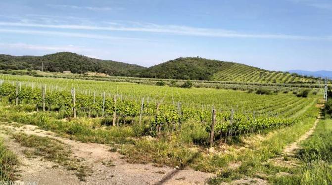 Terreno a Piombino in Località Vignale Vecchio, 5 - Foto 2