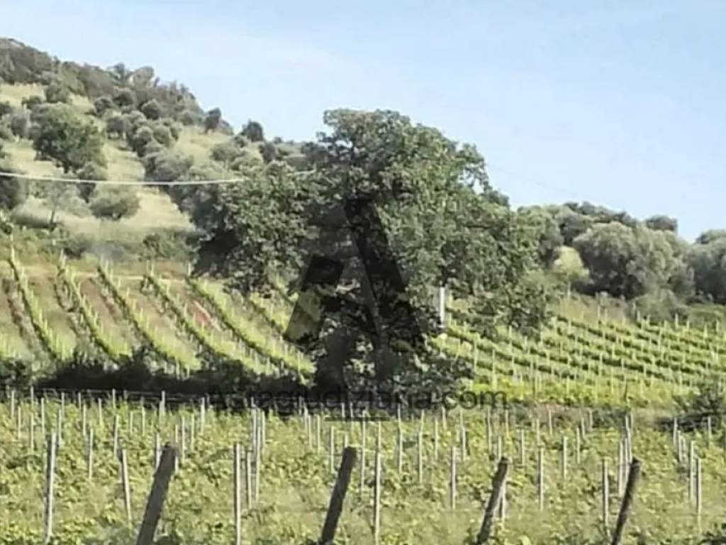 Terreno a Piombino in Località Vignale Vecchio, 5 - Foto 3