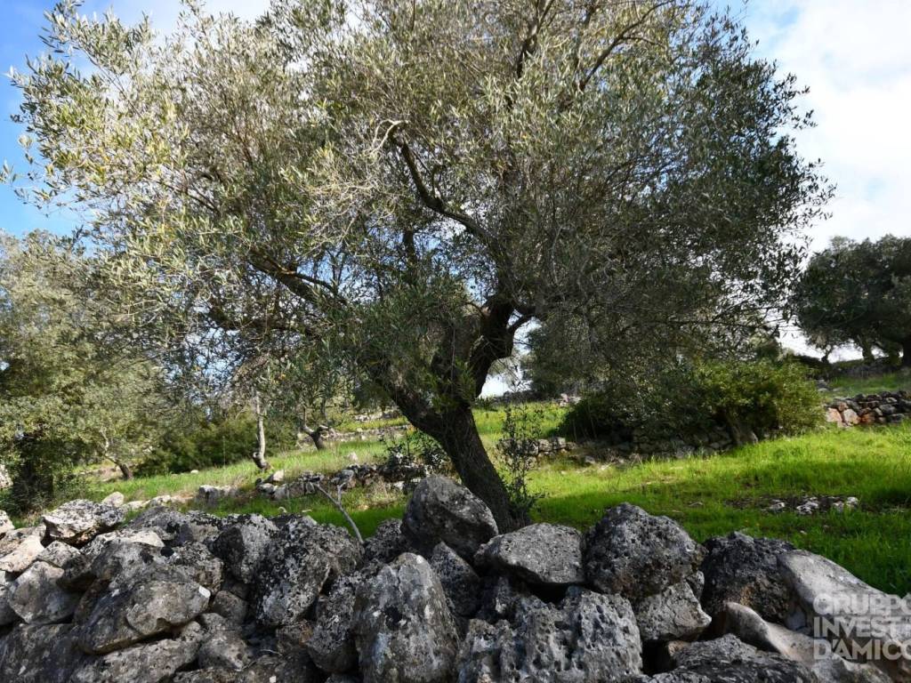 Terreno a Ceglie messapica - Foto 2