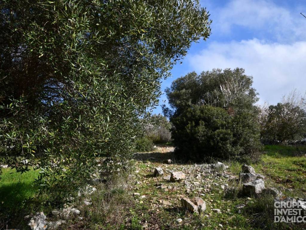 Terreno a Ceglie messapica - Foto 3