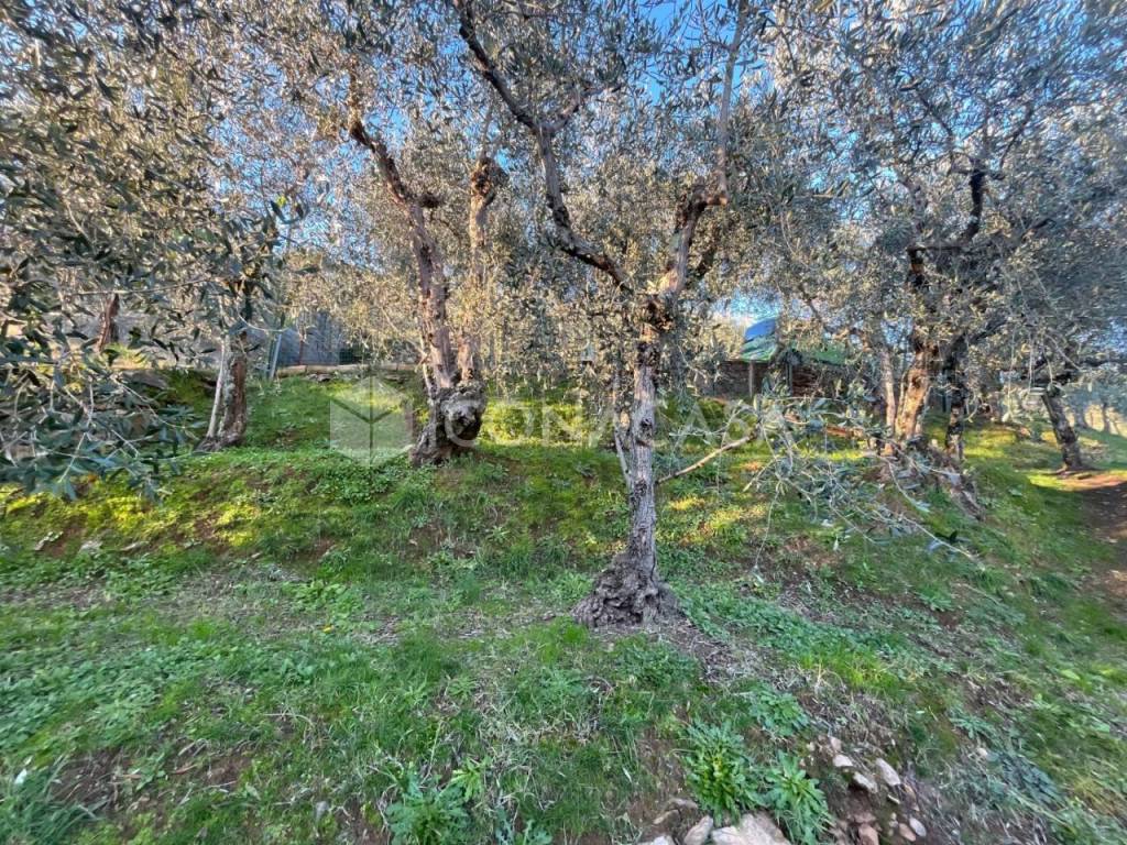 Terreno a Buti in Via Piana - Foto 4