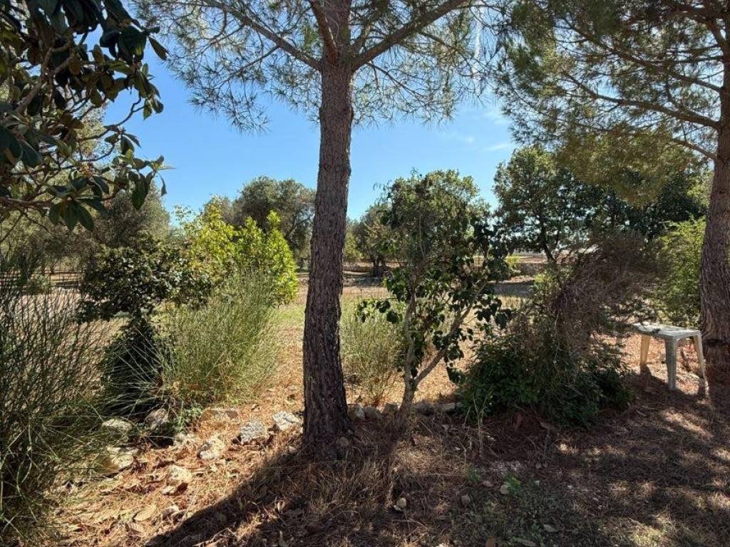 Terreno a Ostuni in Contrada Santo Scalone - Foto 2